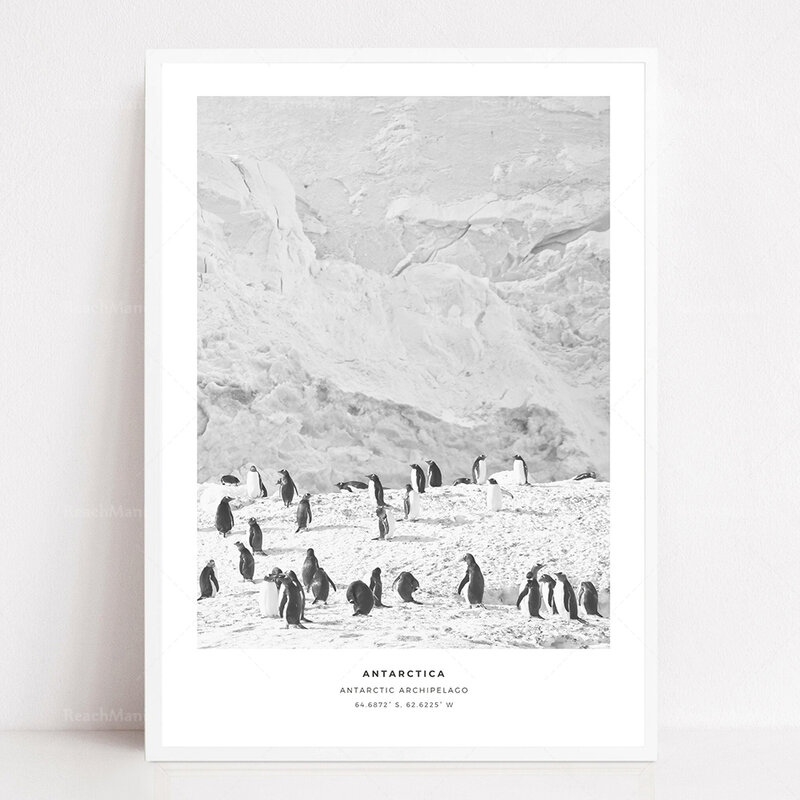 Póster en blanco y negro de Alpaca suramericana, Nigeria, África, impresiones de animales del Iceberg antártico, Argentina