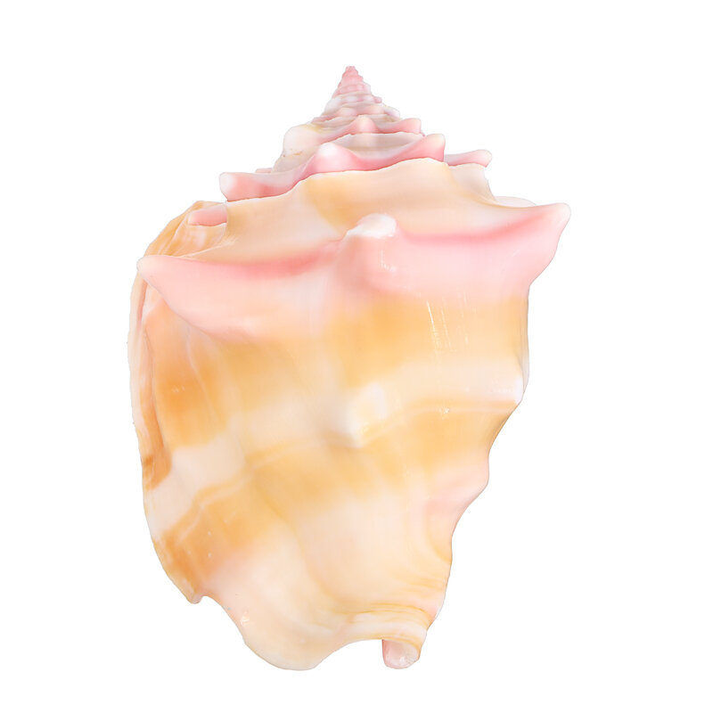 7-10ซม.ธรรมชาติConch Pink Shell Conch Coral Sea Snailปลาดาวงานแต่งงานตกแต่งถังปลา
