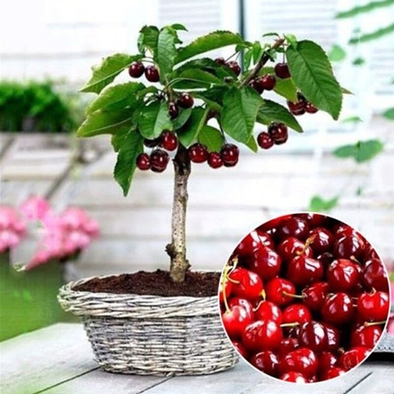 Cherry 20