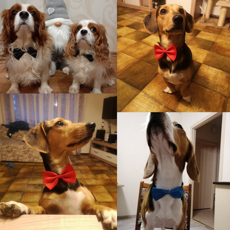 Pet Hond Kat Ketting Verstelbare Riem Voor Kat Kraag Honden Accessoires Hond Strikje Puppy Strikjes Hond Huisdier levert