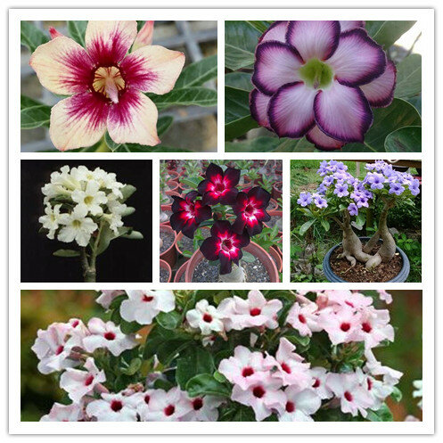 14 видов 5 шт. различные цвета Adenium Obesum бонсай Горшечное растение 100% Высокое качество Натуральная пустынная Роза многолетняя для сада