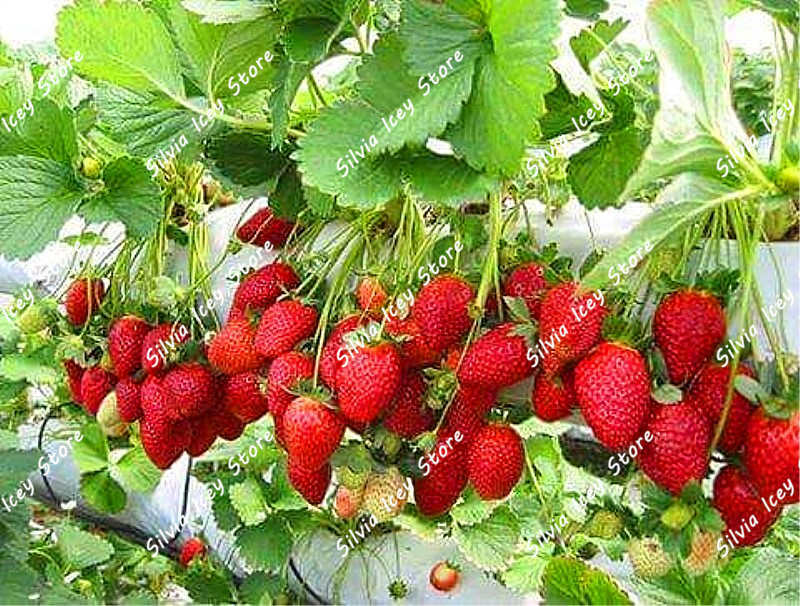 300 teile/beutel Erdbeere Anlage Riesige Erdbeere Obst Bonsai Botanische Garten Wald Blume Familie Obst Garten Topfpflanze