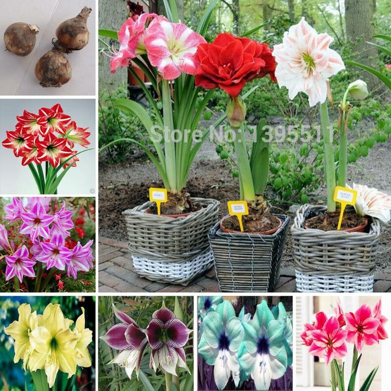 2 bombillas de Amaryllis, bulbos de Hippeastrum auténticos, flores, Macetas de lirio de Barbados, hogar, jardín, balcón, planta bulbosa