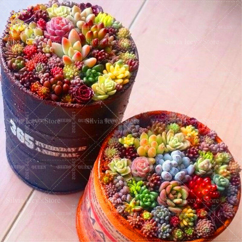 100 pçs/saco Real Vasos de Plantas Suculentas Bonsai Sementes Lithops Barato Stone Flower Garden Home País Plantio 25 Cores Raras
