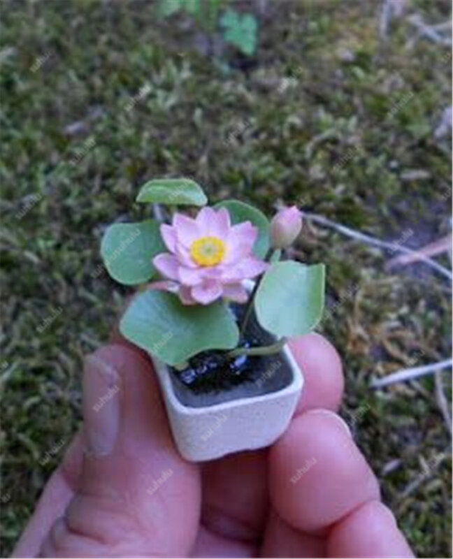 Wielka promocja! 5 sztuk miska lotosu Bonsai rośliny hydroponiczne rośliny wodne kwiat doniczka do Bonsai lotosu lilia wodna roślin Bonsai ogród