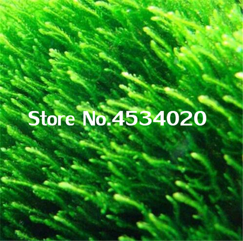 1000 pçs raro aquário plantador java musgo grama bonsai raros presentes plantas aquario tanque de peixes aquático para casa decoração do jardim