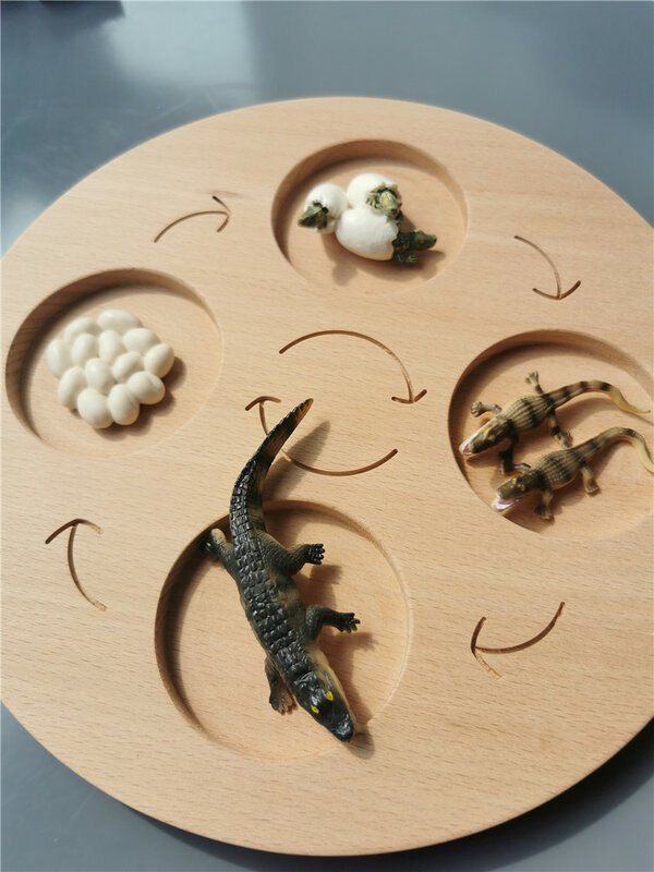 เด็กวิทยาศาสตร์ Montessori ของเล่น Beech Life Cycle หัก Board ABS ต้นไม้จำลองสัตว์กบผีเสื้อแมงมุม