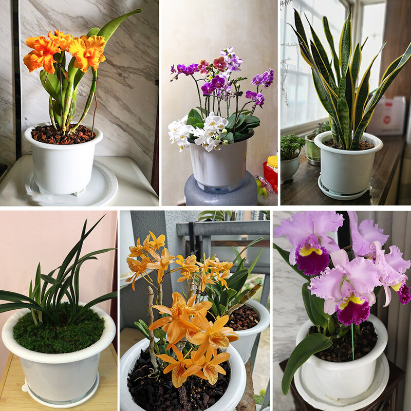 Meshpot-maceta de orquídeas de plástico de 5, 6 y 8 pulgadas, excelente drenaje, con agujeros, suministros de jardín de poda de aire, contenedor de orquídeas