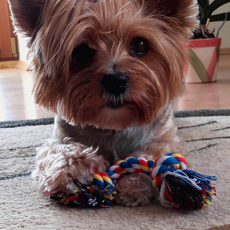 1pc 18センチメートルペット犬猫子犬コットンノット玩具モルおもちゃ耐久性編組骨ロープペットの歯クリーニング用品ランダムな色