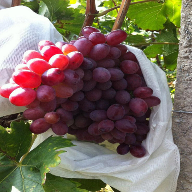 Bolsas protectoras para uvas y frutas, 100 Uds., bolsa de red antihumedad para insectos, herramientas de Control de plagas, mosquitera