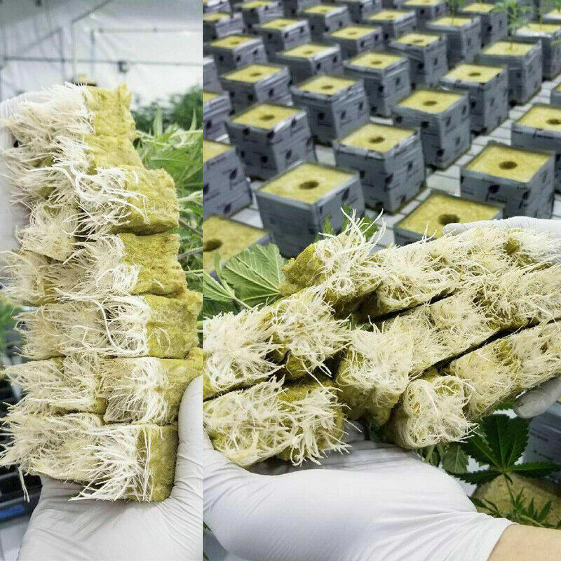 Grodan 25mm SBS Rockwool Sheet Block Propagation Grow Cubes Tray Cloning Seed Raising Hydroponics 49/98 Plugs UK