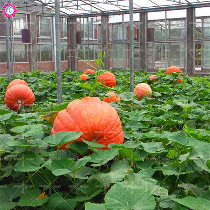 20/pcs Giant Pumpkin  Super Pumpkins  Orna-Mental Gourd Vegetable