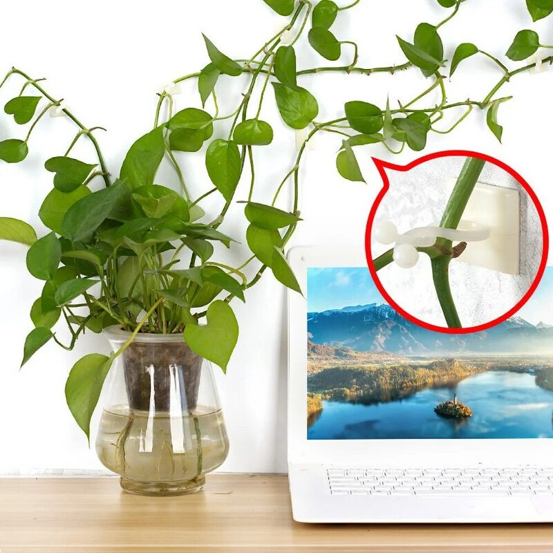 100Pcs Zelfklevende Plant Klimmen Muur Armatuur Clips Home Wijnstok Opknoping Houder Haak Decoratie