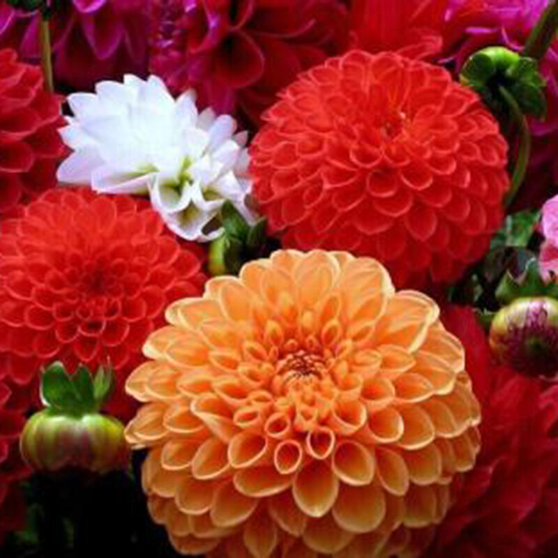 50 Uds Semilla de Dalia semillas de flores para Balcón de plantas Bonsai decoración de jardín para hacer uno mismo