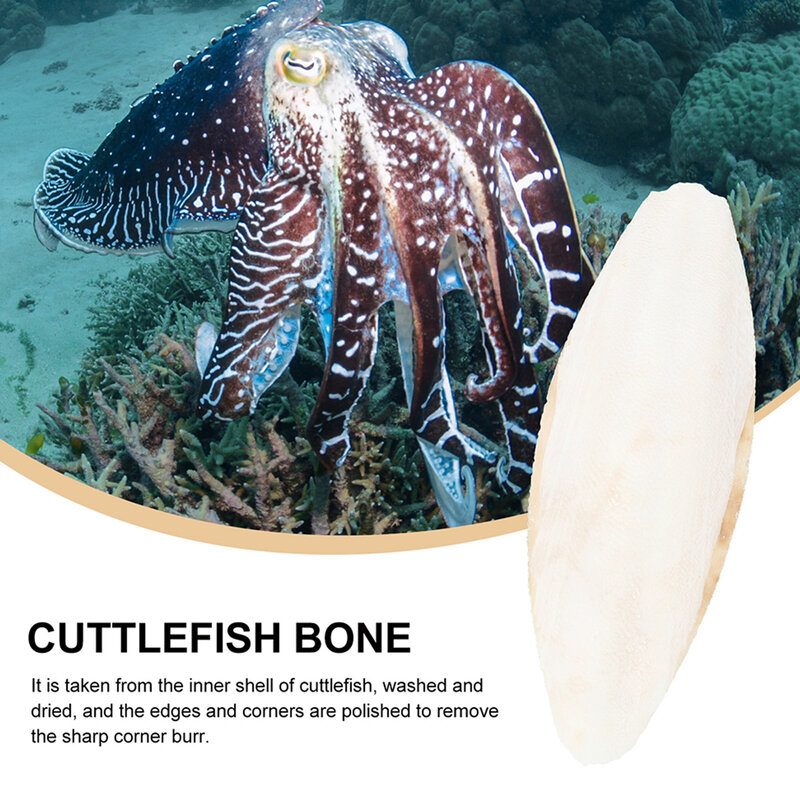 10 قطعة Cuttlebone Cuttlefish Sepia العظام الببغاء لعبة مضغة طعام للطيور الكالسيوم اختيار حجر الحيوانات الأليفة الببغاوات الهامستر لعبة طيور اكسسوارات