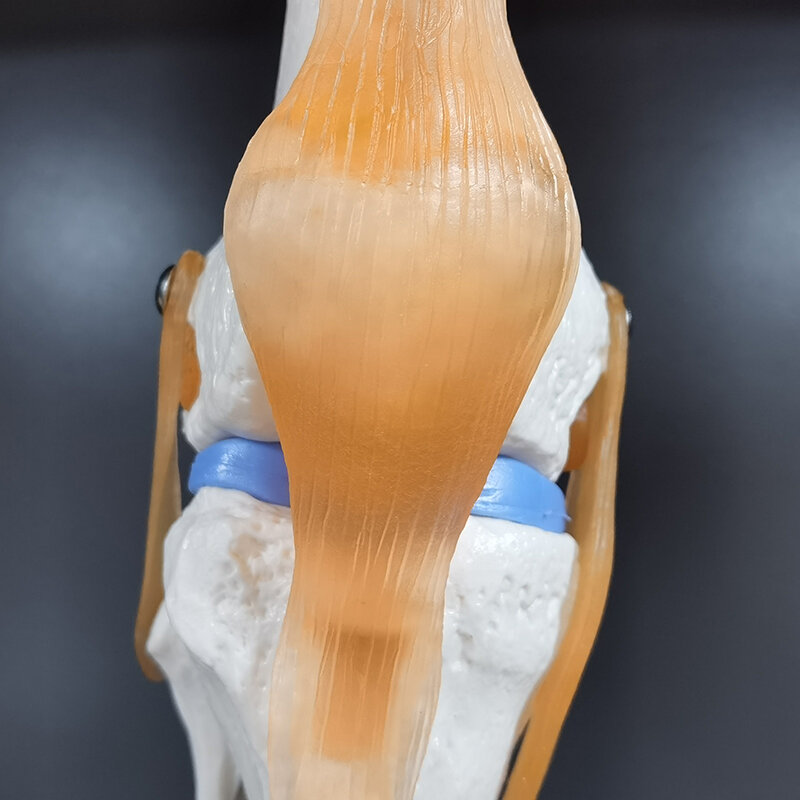 人工皮革の骨格の解剖学,膝関節用自動プラスチック機器,医療科学教育機器,1ユニット