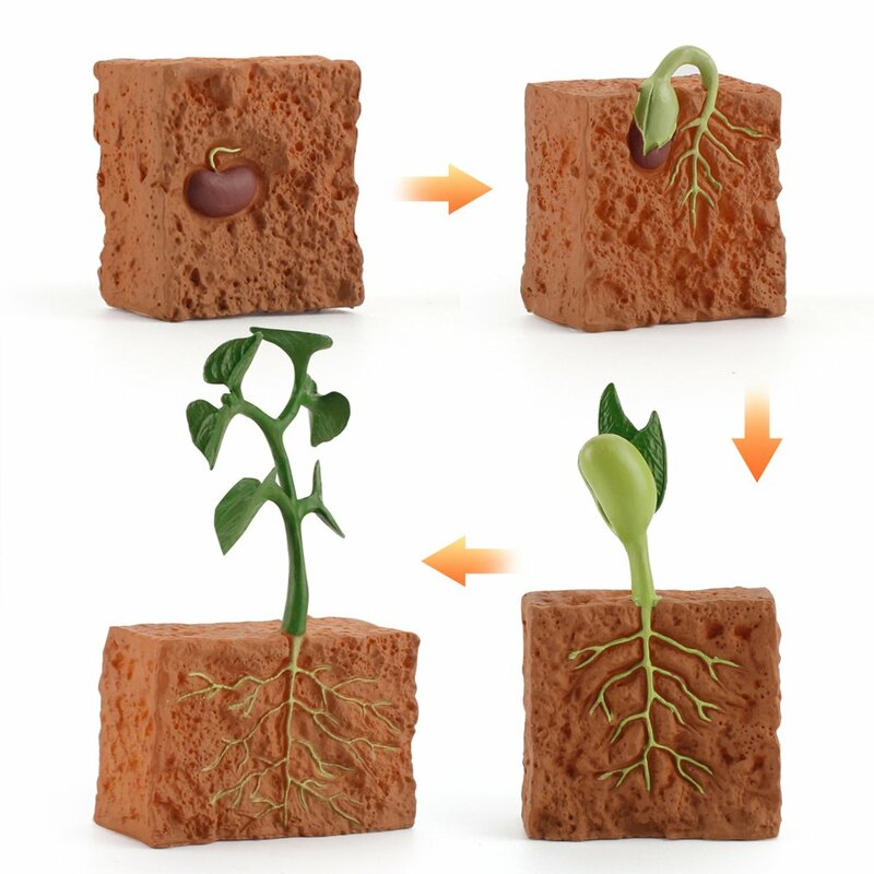 จำลองชีวิต Cycle สีเขียว Bean Plant Growth Cycle รุ่นตัวเลขการกระทำคอลเลกชันวิทยาศาสตร์ของเล่นเพื่อการศึกษาเด็ก