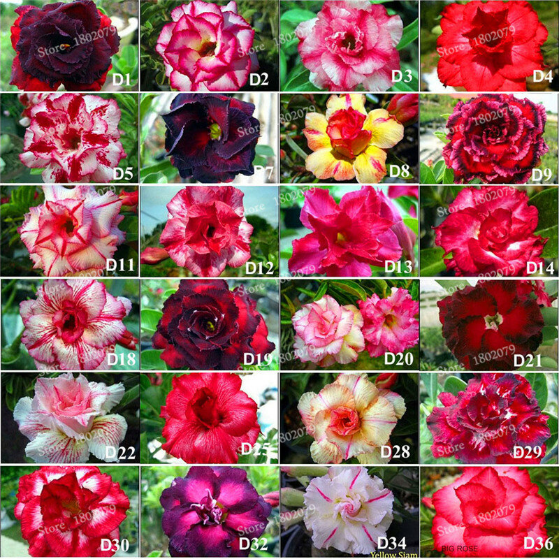 Genuine Adenium obesum flores, 12 Pcs Desert Rose Flower plantas, 100 kinds mixed bonsai Perennial plants for home & garden