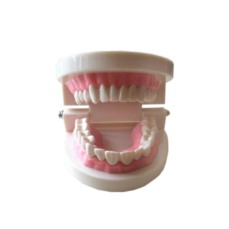 Ferramenta de ensino médico dentes modelo dental decoração especial clínica personalizado estatuetas decorativas