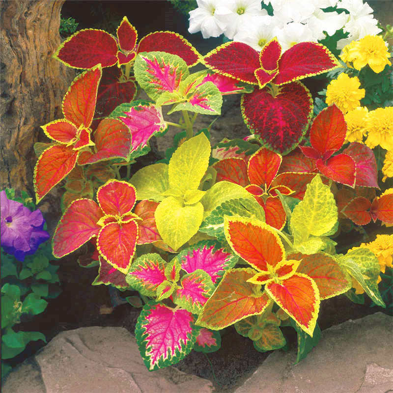 100 pçs/saco coleus bonsai jardim flor planta ornamental família jardim decoração vaso planta colorida