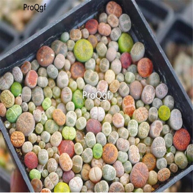 Ngryise 50Pcs A Set Living Stones Mesembs real plants lithop