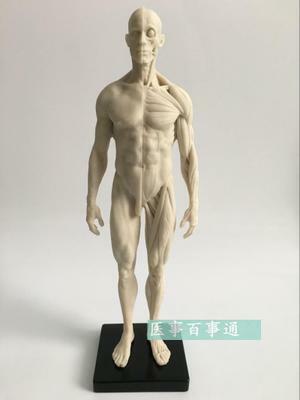 30cm medizinische skulptur zeichnung CG bezieht sich auf die anatomie modell der menschlichen muskel-skelett-management mit schädel struktur männlichen/weiblichen