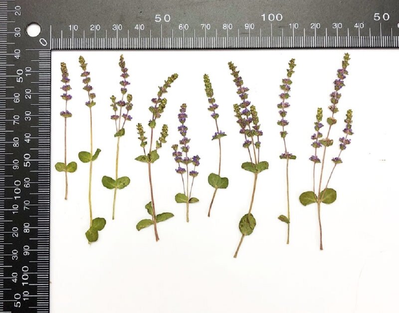 60 Buah Bunga Kering Ditekan Romala Indeks Herbarium untuk Pembuatan Perhiasan Resin Epoksi Riasan Wajah Pembatas Buku DIY Seni Kuku