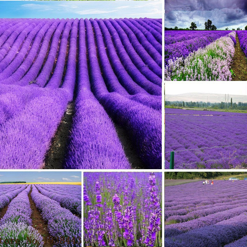 200pcs Lavender Seeds French Provence Lavender Seeds Balcony Garden Potted Flower Seeds Easy Seeding Four Seasons Garden Tools
