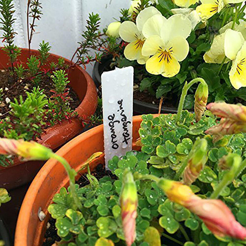 100Pcs etichette per piante in PVC impermeabili etichette per piante da giardino marcatori per vivai vasi da fiori etichette per piantine vassoio Mark accessori da giardino
