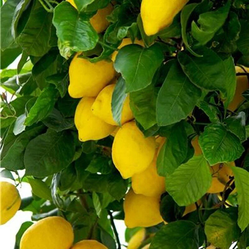 10pcs 레몬 분재 레몬 나무 과일 나무 정원 안뜰 과일 식물