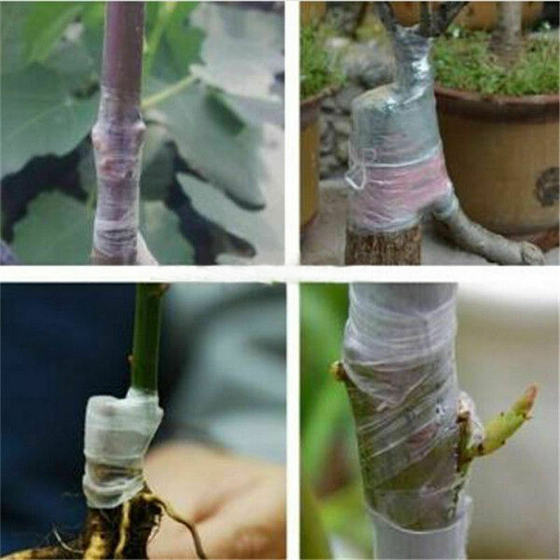 Rollo de película de membrana de injerto de árboles frutales, cinta autoadhesiva de protección de plantas, estirable, Garde, 5 rollos de ancho, 2cm/2,5 cm /3cm