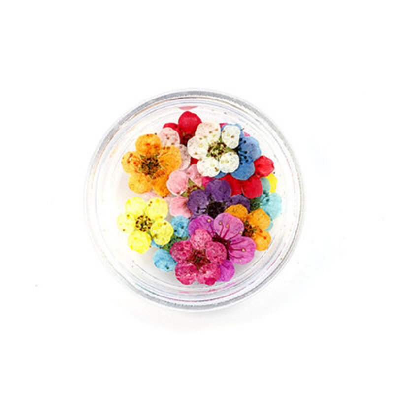 20 Buah/Boks DIY Bunga Kering Asli untuk Kerajinan Seni Epoksi Resin Membuat Lilin Perhiasan Simulasi Dekorasi Perlengkapan Pesta Liburan