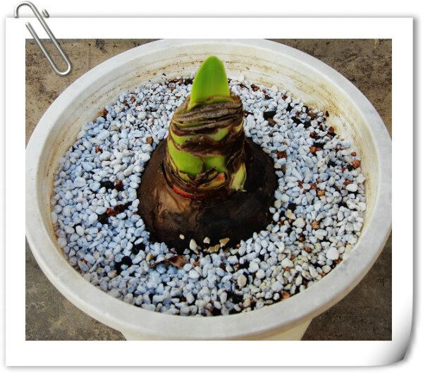 Bulbes d'amaryllis à 2 ampoules | Bulbes de fleurs, de lys de la barbade, en pot, pour la maison, le jardin, le balcon, ou les plantes