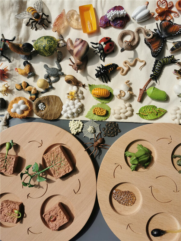 Crianças de madeira ciência montessori brinquedos faia ciclo de vida dedução placa abs simulação plantas animais sapo borboleta aranha