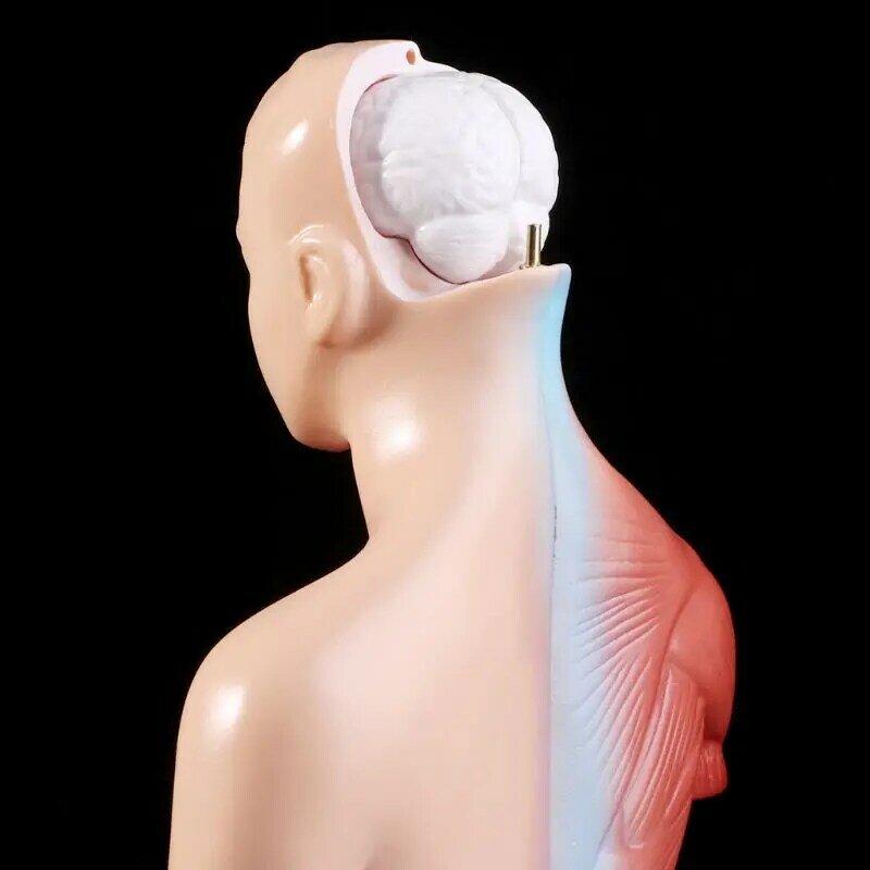 2021 nuevo modelo de cuerpo Torso humano, anatomía, órganos internos anatómicos para la enseñanza