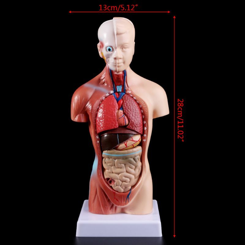 2021 جديد جسم الإنسان الجذع نموذج تشريحي الأعضاء الداخلية التشريحية للتعليم