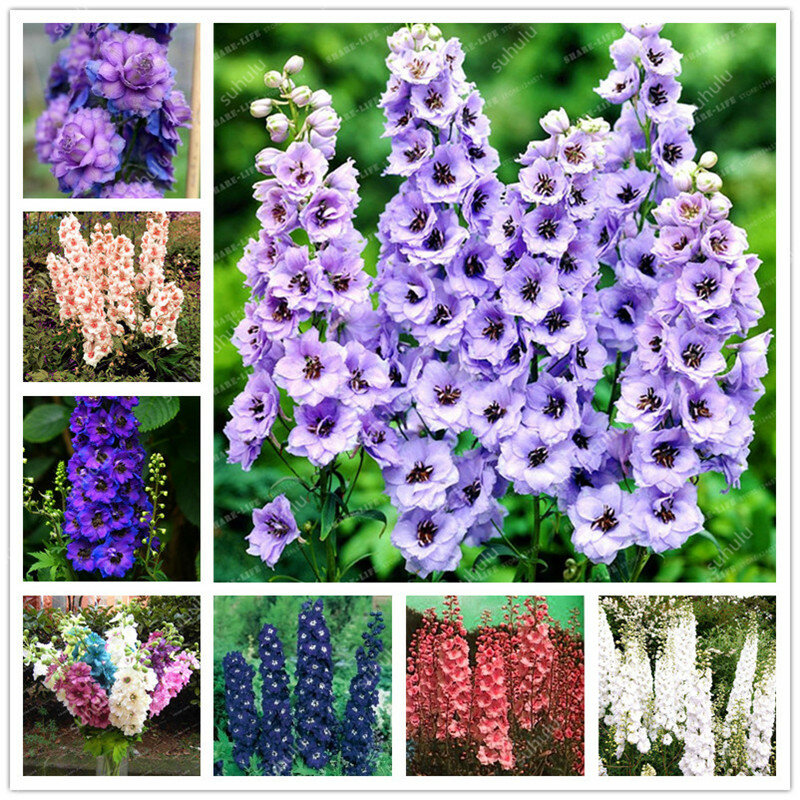 101 Uds. De Colores Delphinium Bonsai Japón hermosas plantas variedad colorida China encantadora planta