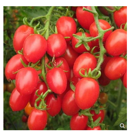 Sementes de tomate quatro estações semeadura sementes de frutas varanda vasos de grânulos um plantador casa sementesplanplantas frutiferas