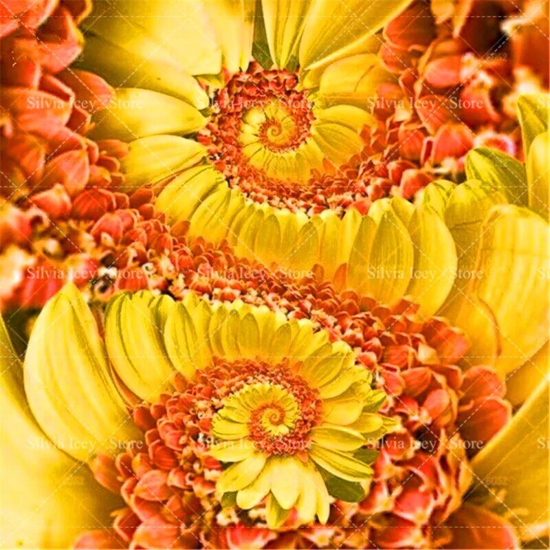 30 stücke Seltene Daisy Blume Semo 22 Farben Mehrjährige Rotierenden Chrysantheme Blume Bonsai Pflanzen für Haus Garten Topf