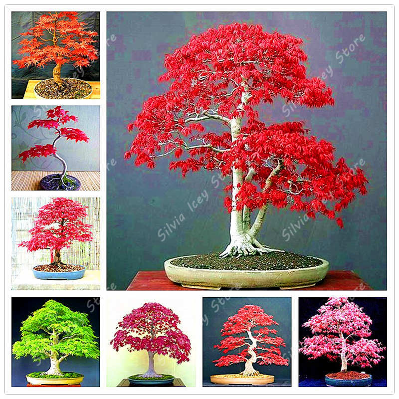 20 pièces/sac érable bonsaï japon véritable érable jardin fleur arbre famille jardin en pot plantes décoratives