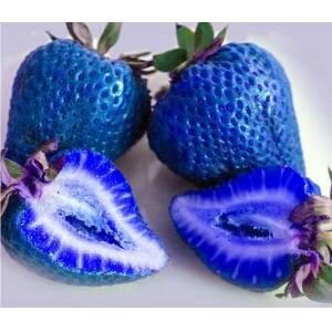 20 Pcs 희귀 블루 딸기 무료 배송