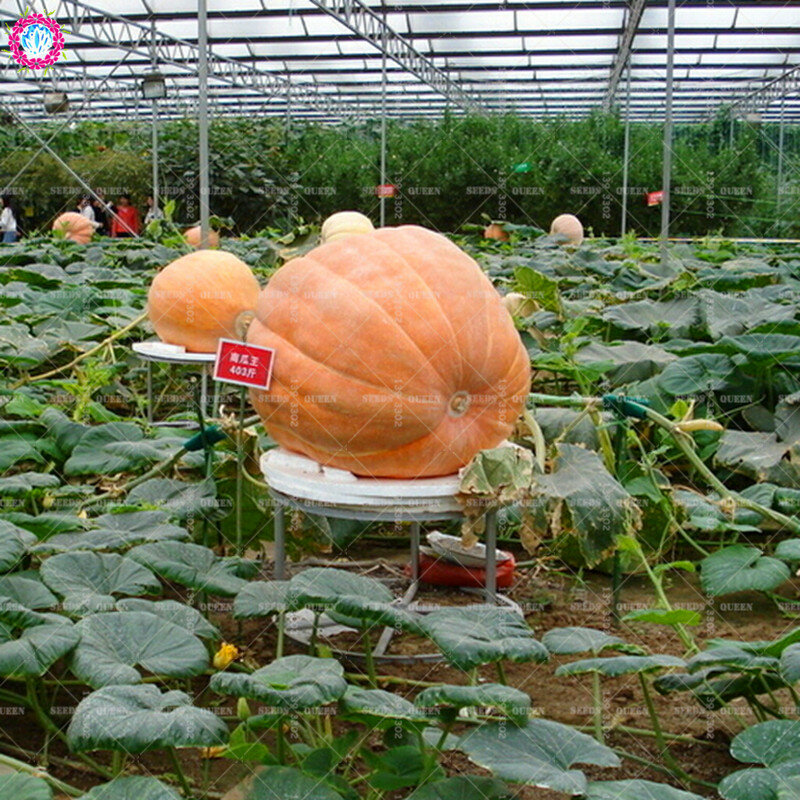 20/pcs Giant Pumpkin  Super Pumpkins  Orna-Mental Gourd Vegetable