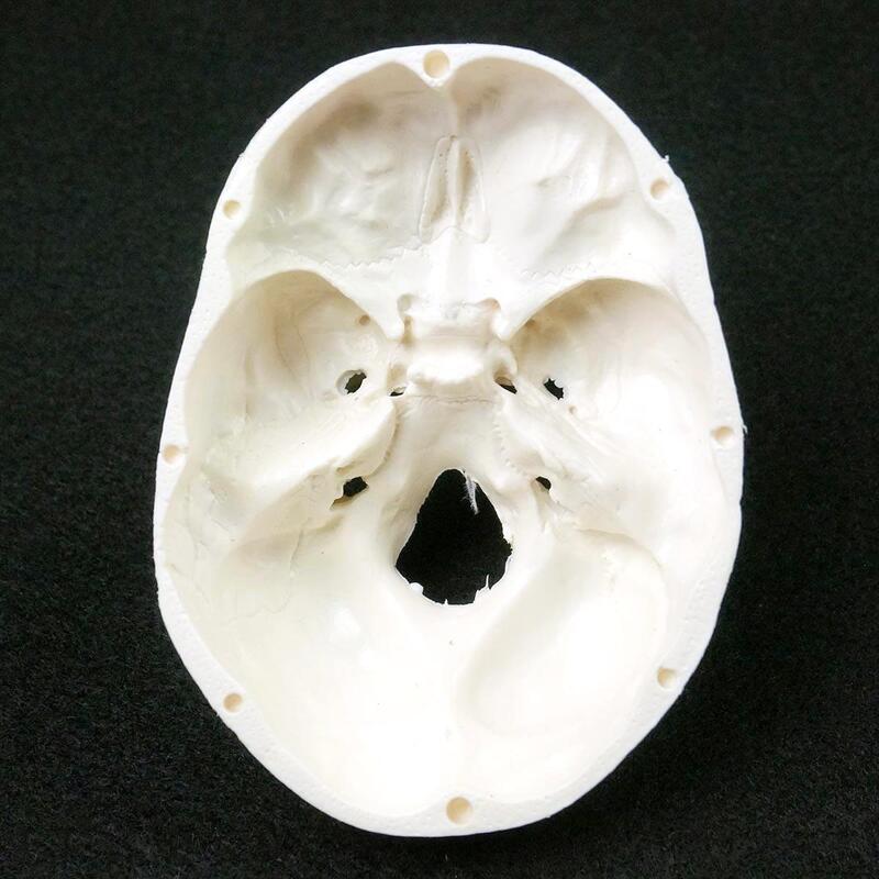 Modelo anatómico humano, Cráneo de medicina, cabeza de anatomía anatómica humana, suministros de enseñanza de anatomía, modelo de cráneo