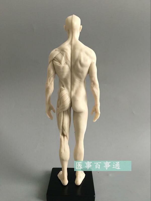 30cm medical sculpture drawing CG refers to the anatomy model of human musculoskeletal with skull structure male/female