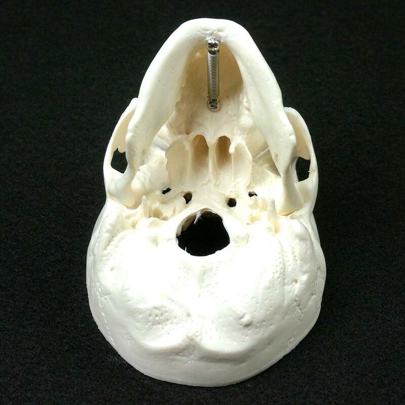 Modelo anatômico de crânio, modelo humano de medicina, anatomia humana, cabeça de anatomia, estudo, materiais de ensino