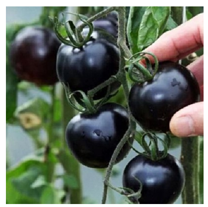 Tomato seeds four seasons sowing fruit seeds balcony potted graines a planter home sementes´ plantas frutiferas