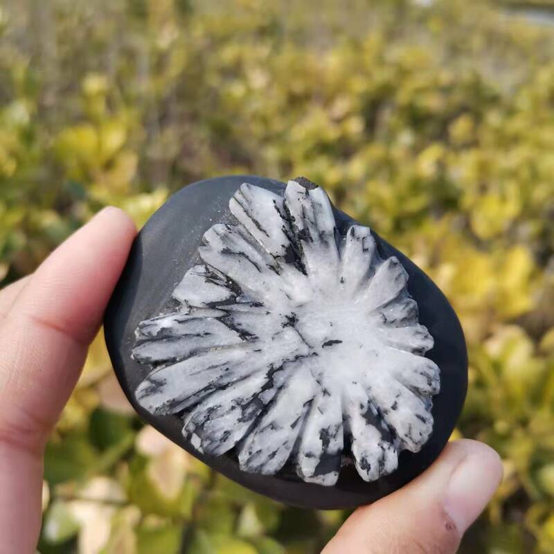 Pierre de chrysanthème naturelle 6 ~ 7cm, pierre de palmier, cristal d'énergie