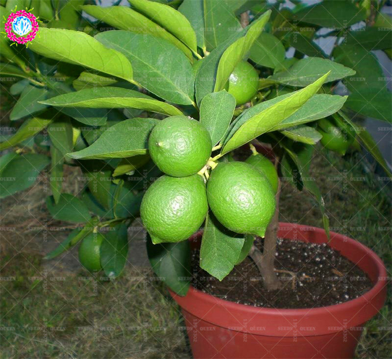 20pcs/bag Kaffir Lime  Lemon Fruit Organic Indoor Tree For Fome Garden Potted Supplies Citrus Aurantifolia
