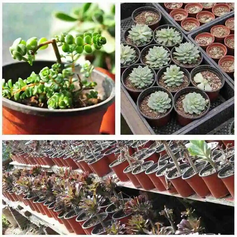Plastic Grow Box Fall Resistant Seedling Tray For Home Garden Plant Pot Nursery Transplant Flower Seedling Pots 2020 Hot