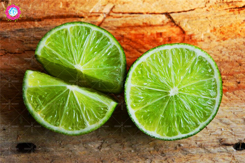 20 sztuk/worek Kaffir limonka cytryna owoce organiczne kryty drzewo dla Fome ogród doniczkowe dostawy Citrus Aurantifolia